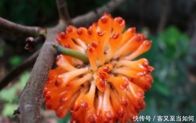 健脾祛湿|夏天这几种野菜，不仅可以滋阴补肾，还能健脾祛湿，你们知道吗