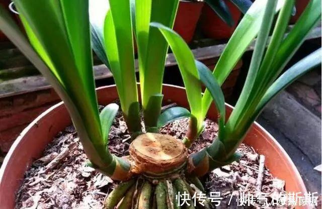 养护|李大姐养君子兰,开春切一刀,养60天,冒出9个芽,要爆盆了