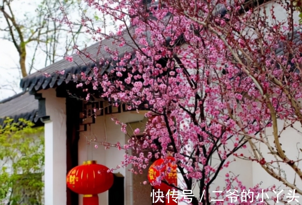 石榴树|家里有院子,就种5种“旺宅树”,观赏收果两不误,吉祥又实用