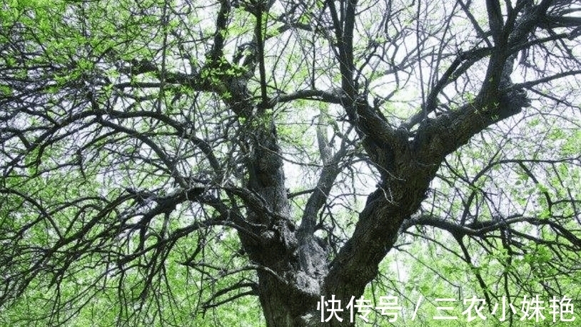 农村|农村一种昂贵的树, 与紫檀齐名, 过去只有皇室才能用