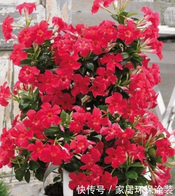 4种花,堪称花界“劳模”,花开媲美玫瑰,花朵姿态万千,美