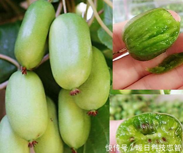 我国最新兴的果树，比蜂 蜜甜25倍，插土里就活，来年扁担装不完