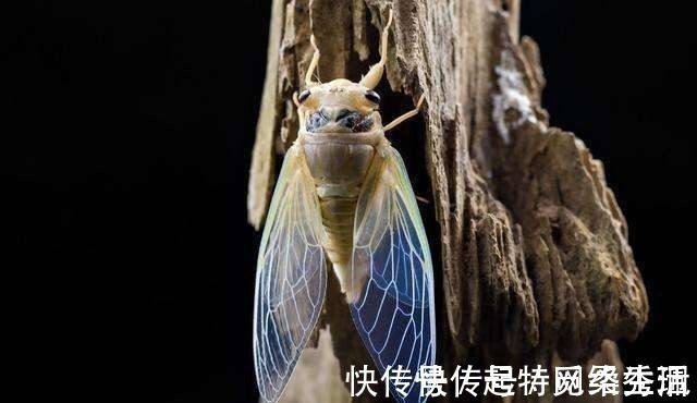 厕筹$没有纸,古人们拿什么擦屁股的?中国有“厕筹”,日本的很有创意