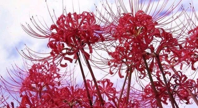 被名字耽误一生的6种花,土里土气,开花却“气度非凡”靓丽入眼