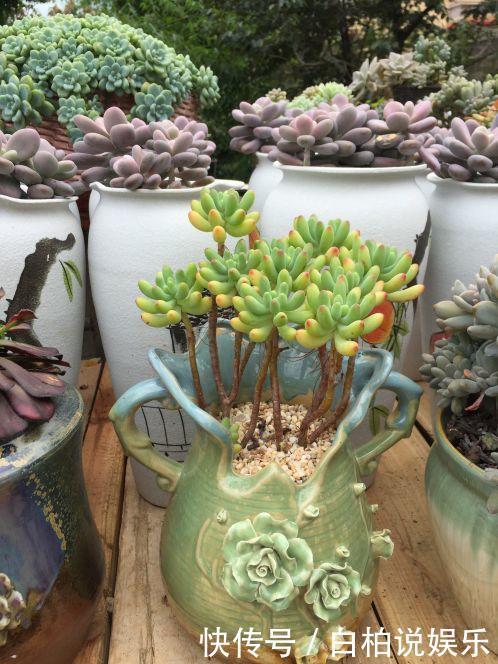 女婿在楼顶养多肉,村里人都跑来参观,丈母娘高兴坏了!