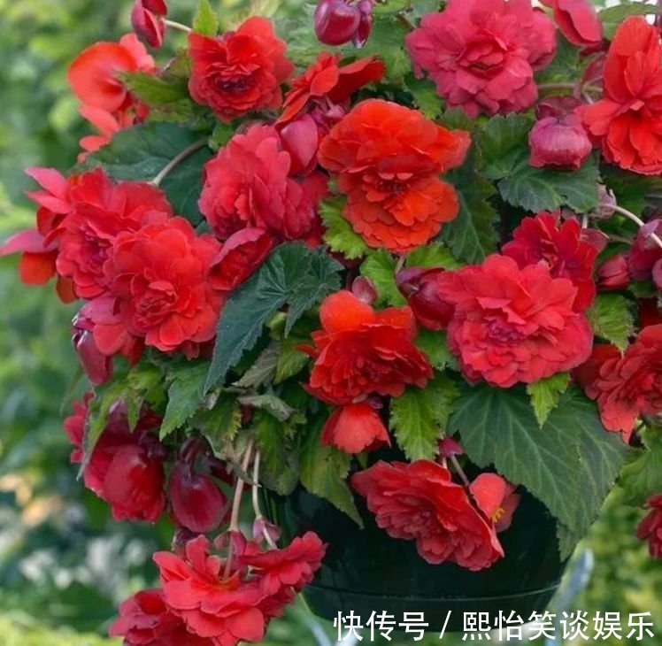 家养此款花卉,花大色艳胜玫瑰,全年开花不断,花开美观又大气