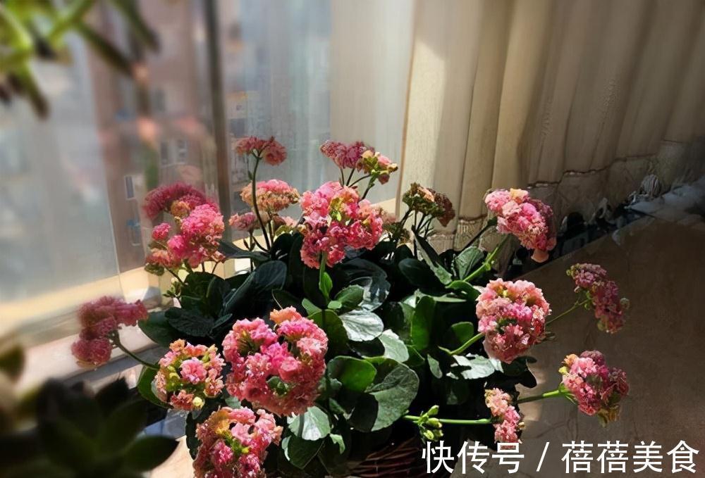 19种常见花“耐寒能力”一览表,天冷要不要“入室”,看看就知道