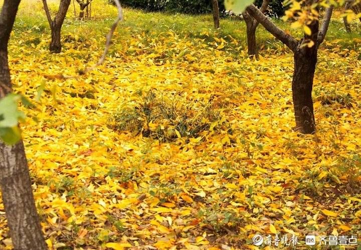 千佛山|济南千佛山：满地落叶特意留，只为诗意晚秋