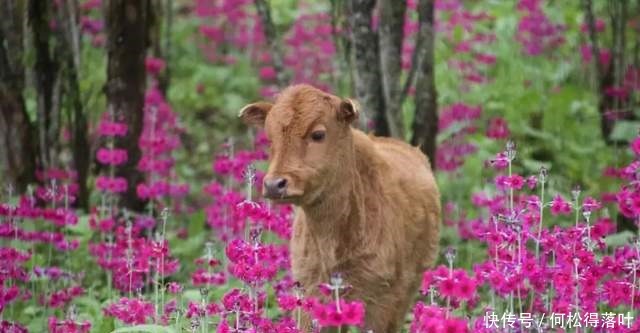 汉源|「桌子山」花开成海 美若仙境！