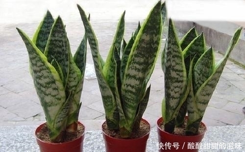 观叶|5种观叶植物,枝叶优美,家里养一盆,空气更清新,值得拥有!