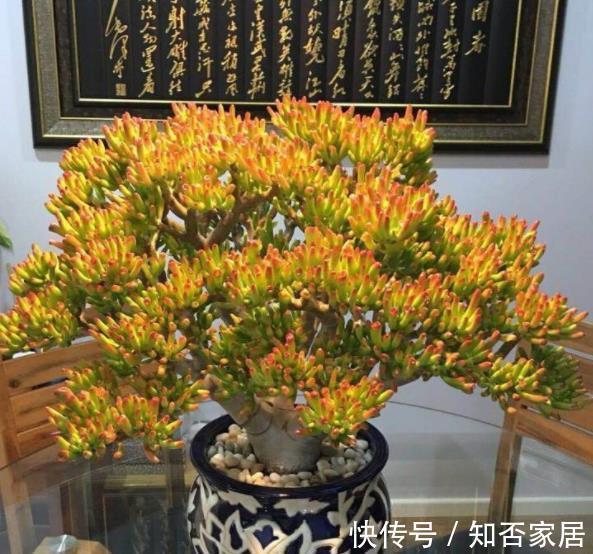 叶片|推荐款容易爆头的多肉，皮实好养长得快，一次养10盆不嫌多