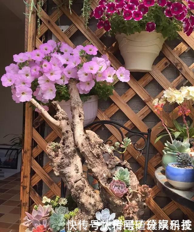 两个孩子的妈妈,利用空闲时间,在露台打造出一片花的海洋