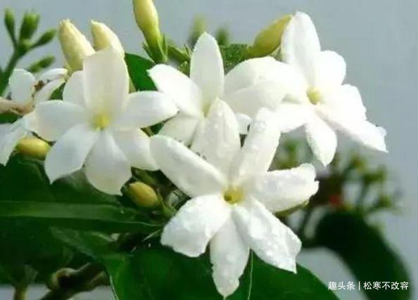 懒人花|家里就养几种花,净化空气还“招财”,聪明人都在养!