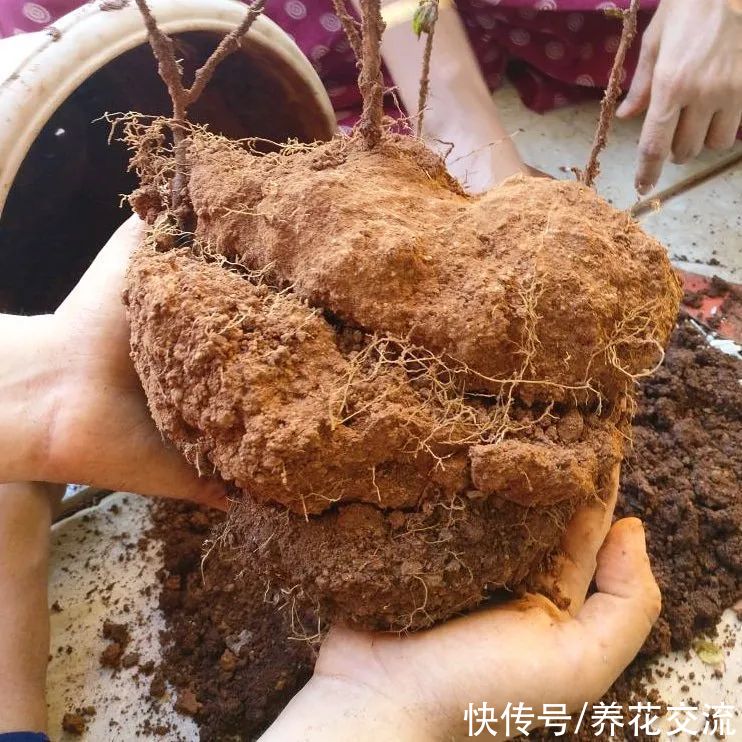 室内盆土结块怎么办？除了换土，还有这些办法可解决