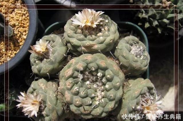 养花不生根赶紧塞团卫生纸,大白根蹭蹭冒!养花不生根赶紧塞团卫生纸,大白根蹭蹭冒!