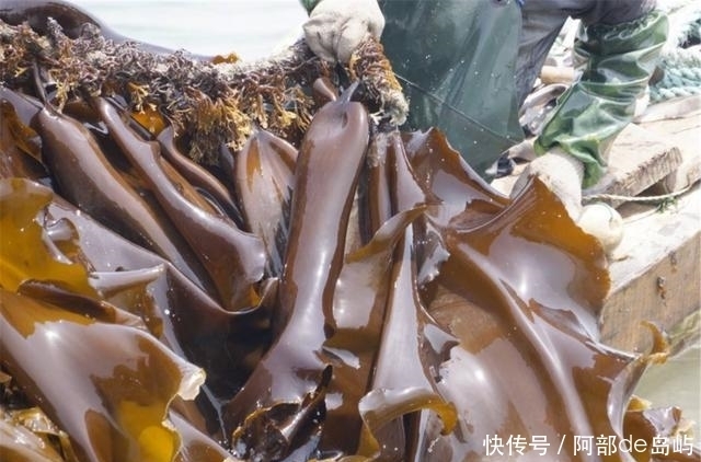 海带|三高的“天敌”找到了,强心脏,化血栓,很多人却要把它扔掉