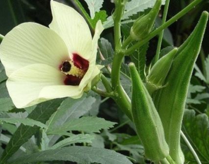 形状像棉花像杨桃，口感似鱼子酱，价值不只是美味