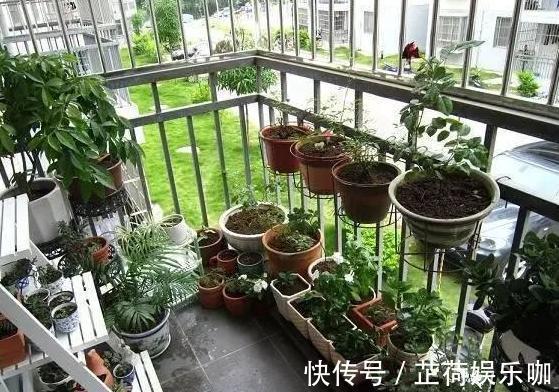 养花|新人养花想得心应手,需注重3个小技巧,掌握到位养啥花都不难