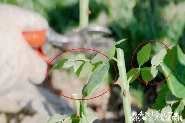 白粉病|每年剪几次,喷点药,月季可保持经常开花,不怕黄叶和感染病虫害