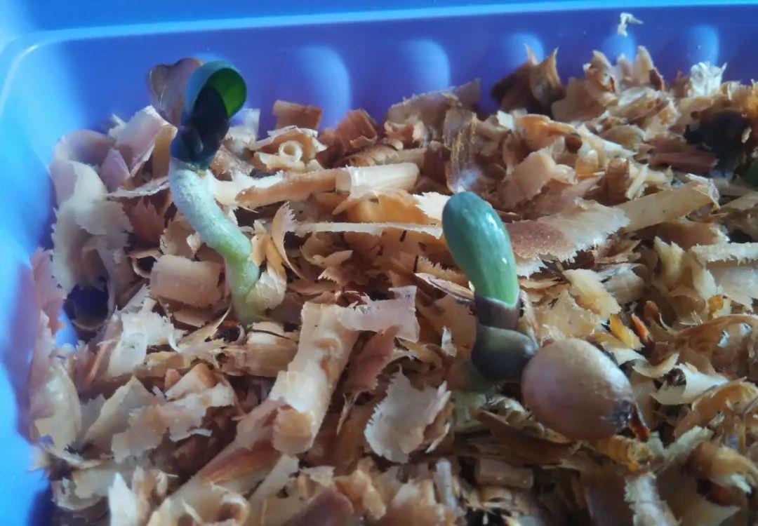 木屑|君子兰种子催芽很容易,只需简单操作几步,很快收获一盆苗儿