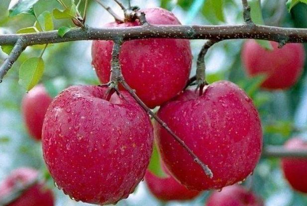 吃法|苹果“最佳”的2种吃法,促进肠胃蠕动排宿便,为健康吃起来