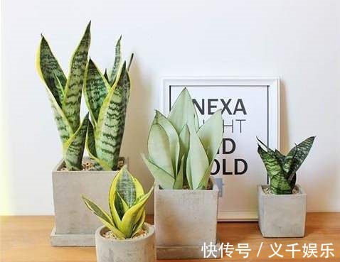 虎皮兰|虎皮兰越长越慢,别急,简单做好4个方面,小白芽呼呼冒