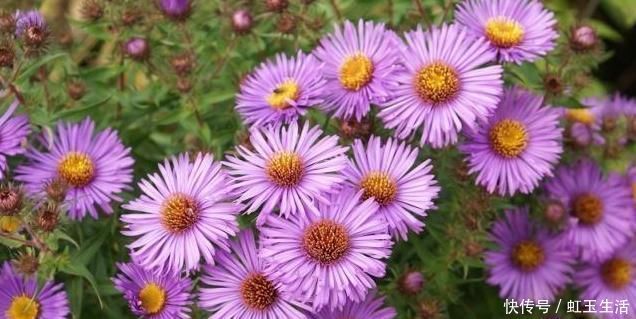 中药|一味止咳化痰的良药,能入肺降气,新久咳嗽,皆可用之