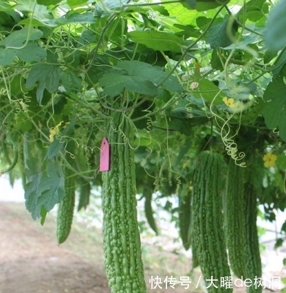 苦味素|夏天最适合吃的食物，解热祛暑，降脂减肥，防癌，你们都知道吗?