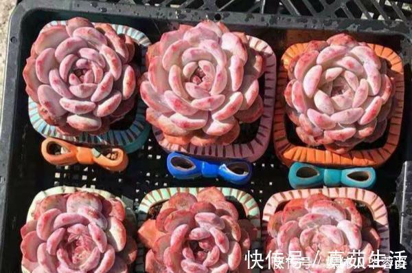 鸡肋|9种多肉,贵且难养,怕晒怕淋爱秃长,买了多半成鸡肋