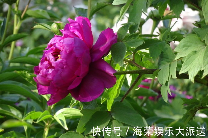 花色|喜欢玫瑰,不如养盆“牡丹名品”岛大臣,花色红颜,花枝招展!