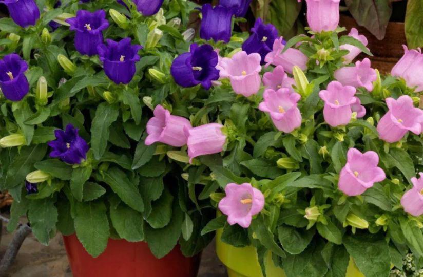 这4种植物不怕“挨冻”,适合冬季露养,状态佳、开花漂亮