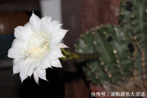 花花|她家仙人掌从春开到冬，看得都快腻了，只因为做了这件事！