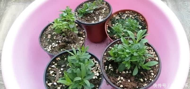 阳台上|百万小铃这样养,美得不要不要的,冠幅大开花多,阳台太美了