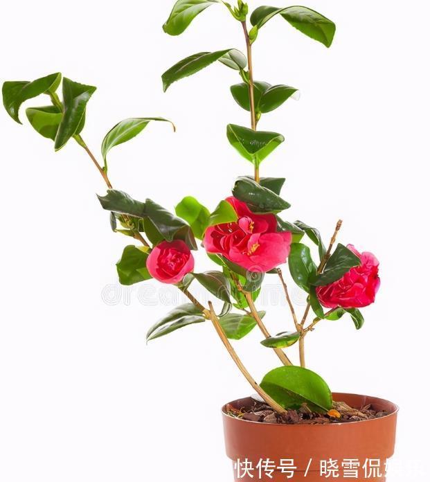 叶芽|秋天养茶花，牢记四个“不”，花苞变大快，看着就开心