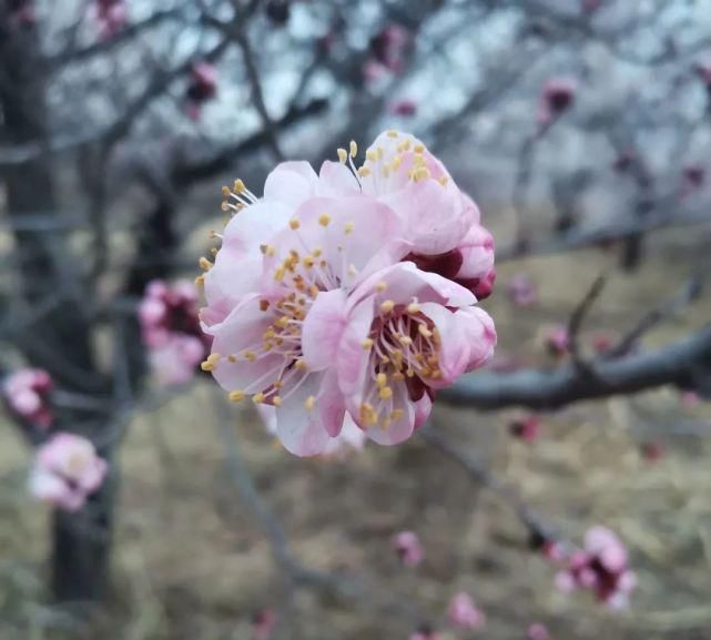 到下马峪赏花去！来一场说走就走的旅行