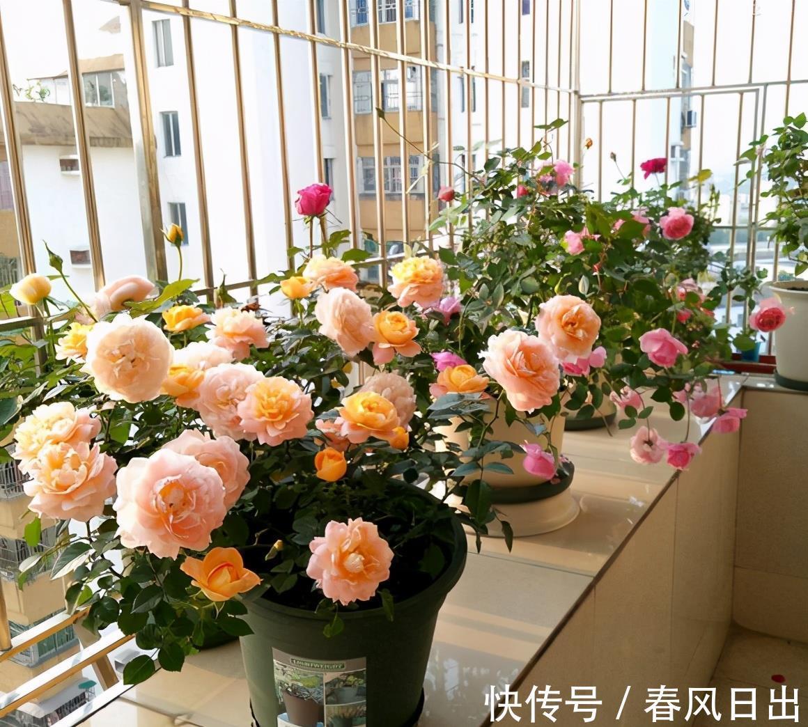 秋天|八月养月季，两个月后花量翻倍