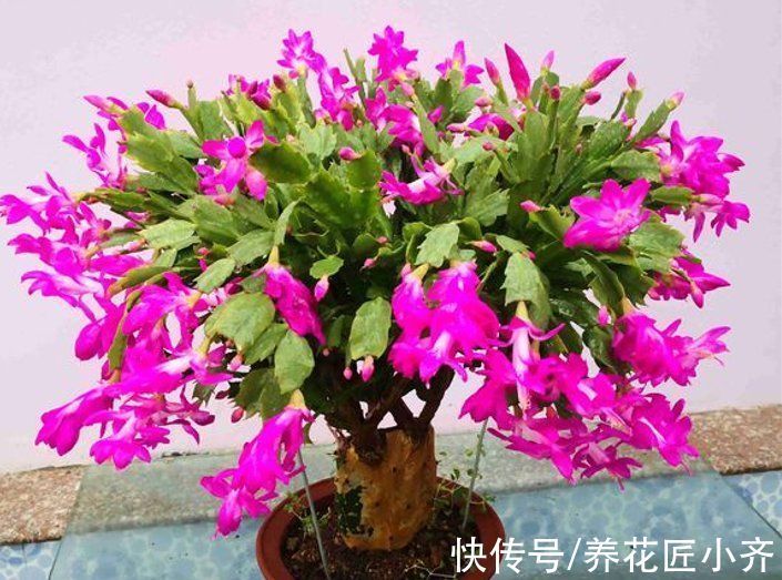 养分|如果蟹爪兰满头花苞,“6怕”要记住,让它开花爆盆,否则会落蕾