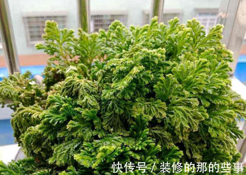 植株|这4种花草是出了名的“养不死”,人人均可入手,不用怕收空盆