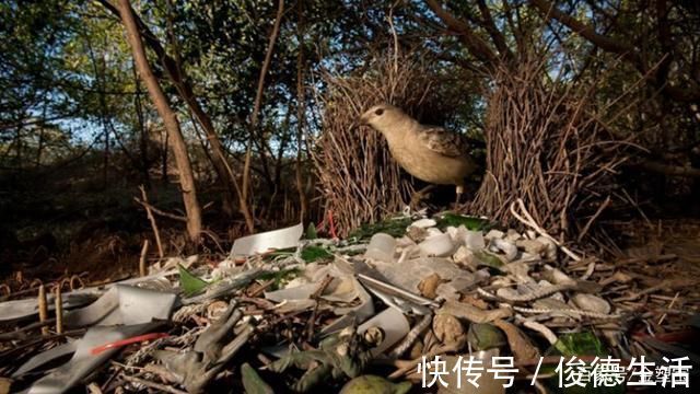 塑料制品|塑料袋禁令正在蔓延,但不用塑料袋就真的有效吗?