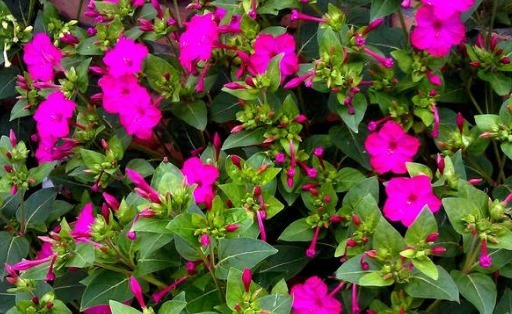 在农村里常见的一种花，称它为“地雷花”，下午才开花，还很珍贵