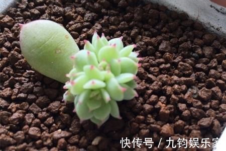 秋天养多肉赶紧叶插，这么做插几片就能活几片，插出满阳台的肉崽