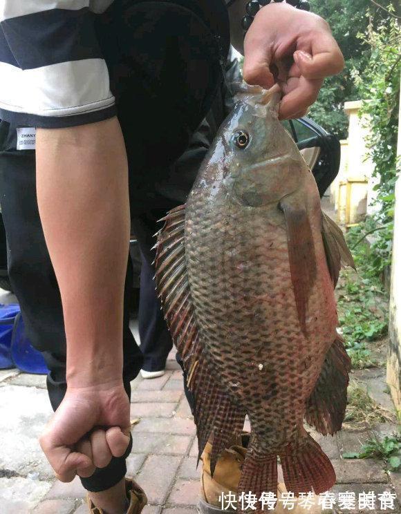 6斤!鸭子塘里的罗非鱼体型惊人,因常年吃鸭粪?