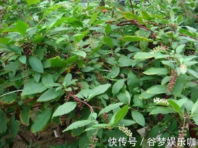 金七娘|此野菜人称“见肿消”，嫩芽是野菜中的“上品”，农民却拿来煮面