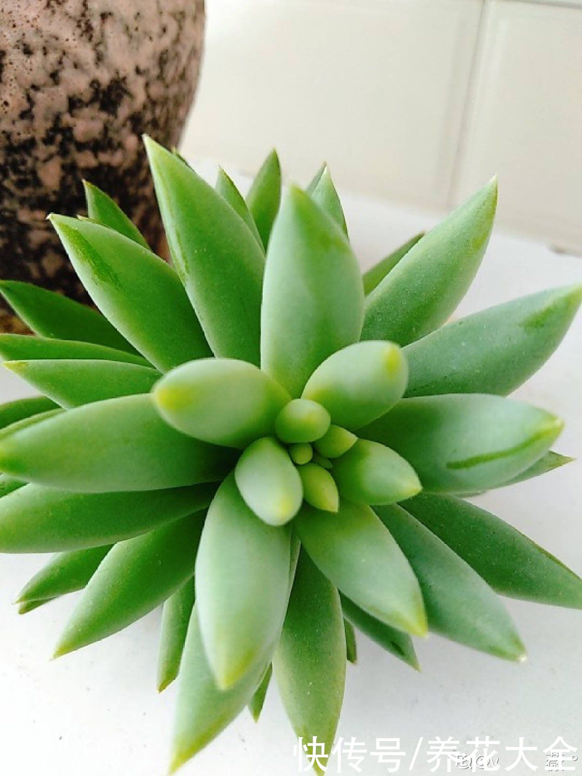 佛手|人气超高的景天科多肉，选得好也要养得好，网友：太美了