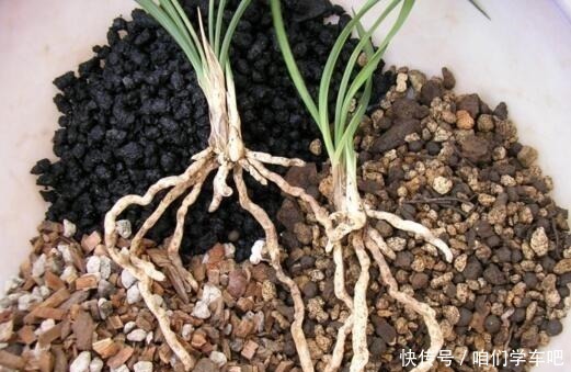 花生壳|家庭养兰花,土壤巧“处理”,不空根,新芽长满盆,养成高品兰!