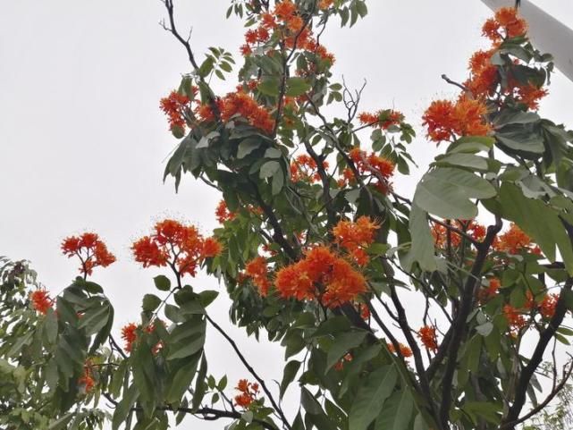 南宁又一条“花路”！听说看了这些花，可以忘却烦恼，无忧无虑哦