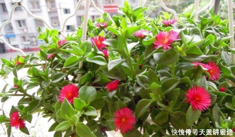 生物净化器|养花就养4种花,家里养一盆,甲醛、二手烟全跑光!