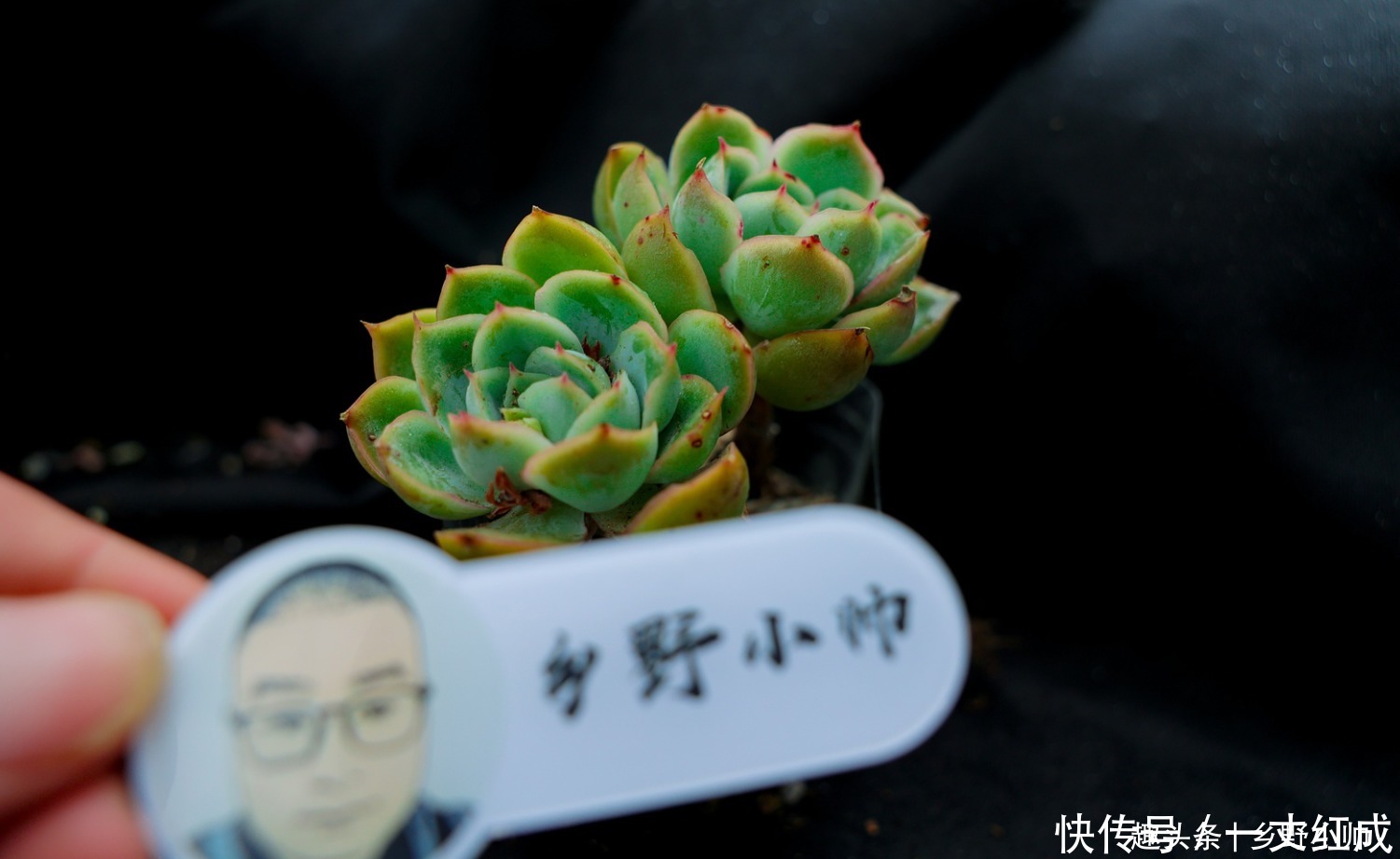 夏天不知道怎么给多肉浇水?听小帅告诉你,夏天可以这样浇水