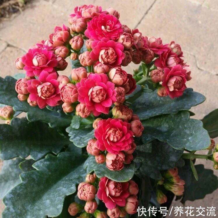 日照|满足短日照的环境,长寿花四季都在开花,神奇的开花型多肉植物