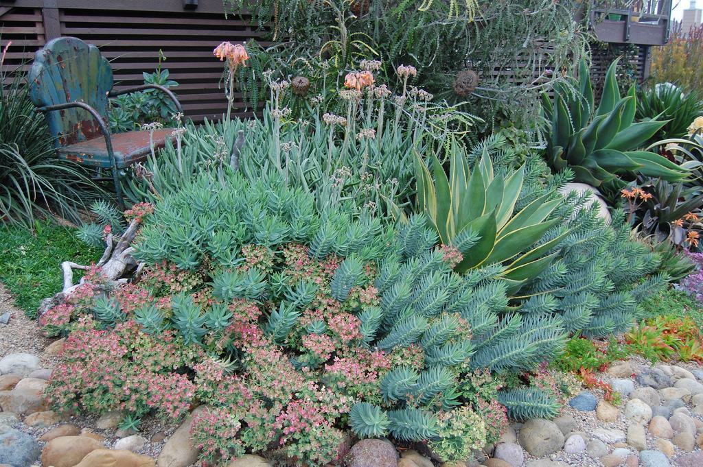 开花结子|多肉在野外,就像“晒白菜”,不吃不喝,状态全出来